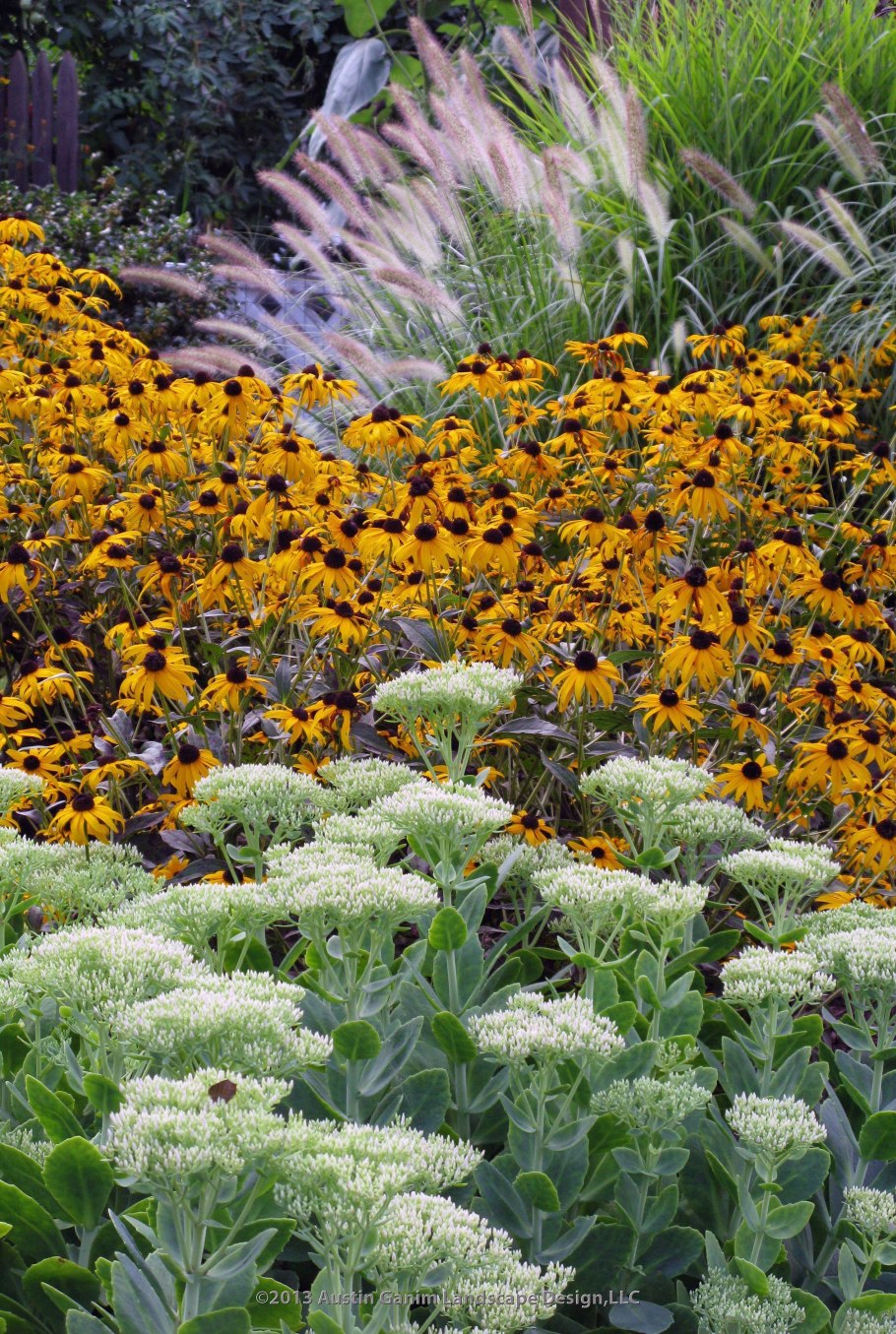 Мускари в ландшафтном дизайне дачного участка