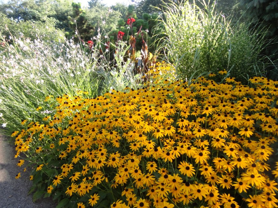 Очиток Видный autumn Joy