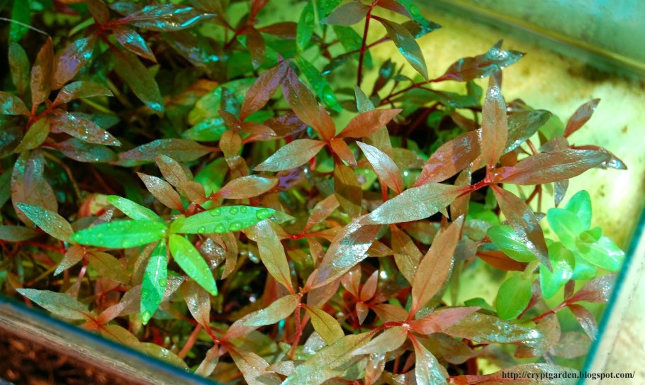 Alternanthera reineckii rosaefolia