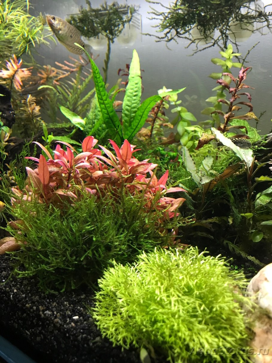 Альтернантера Беттцика зеленая