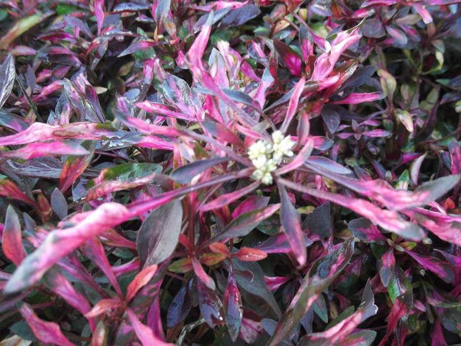 Alternanthera bettzickiana