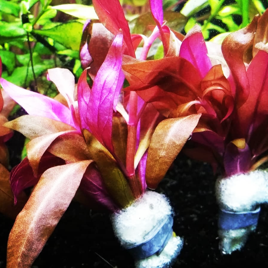 Альтернантера Рейнека