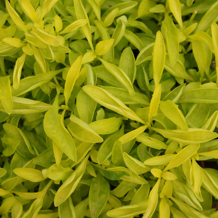 Альтернатера зеленая-Alternanthera "bettzickiana Green".