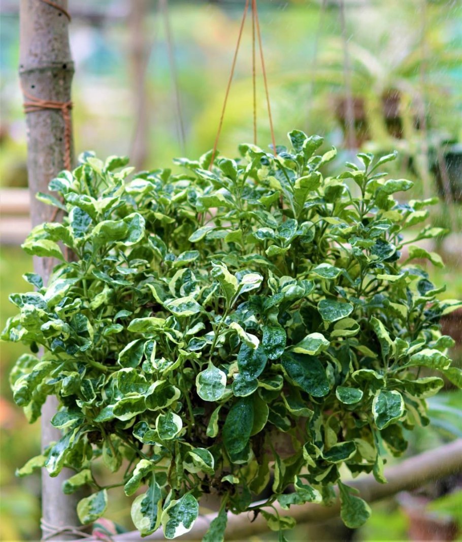 Альтернатера bettzickiana