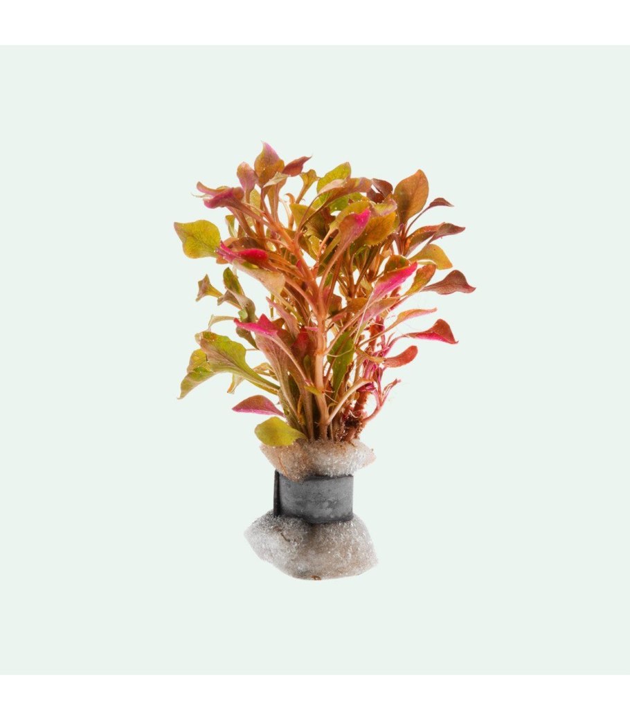 Альтернантера Бетзика ред