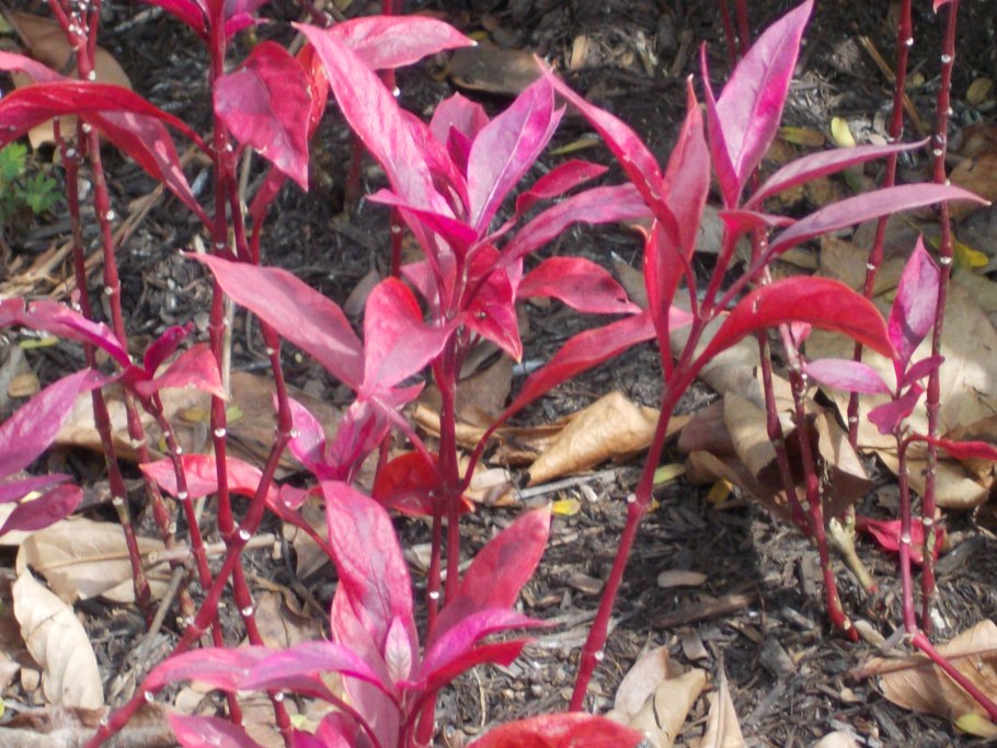 Alternanthera ficoidea