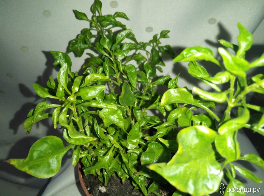 Альтернантера Бетзика ред