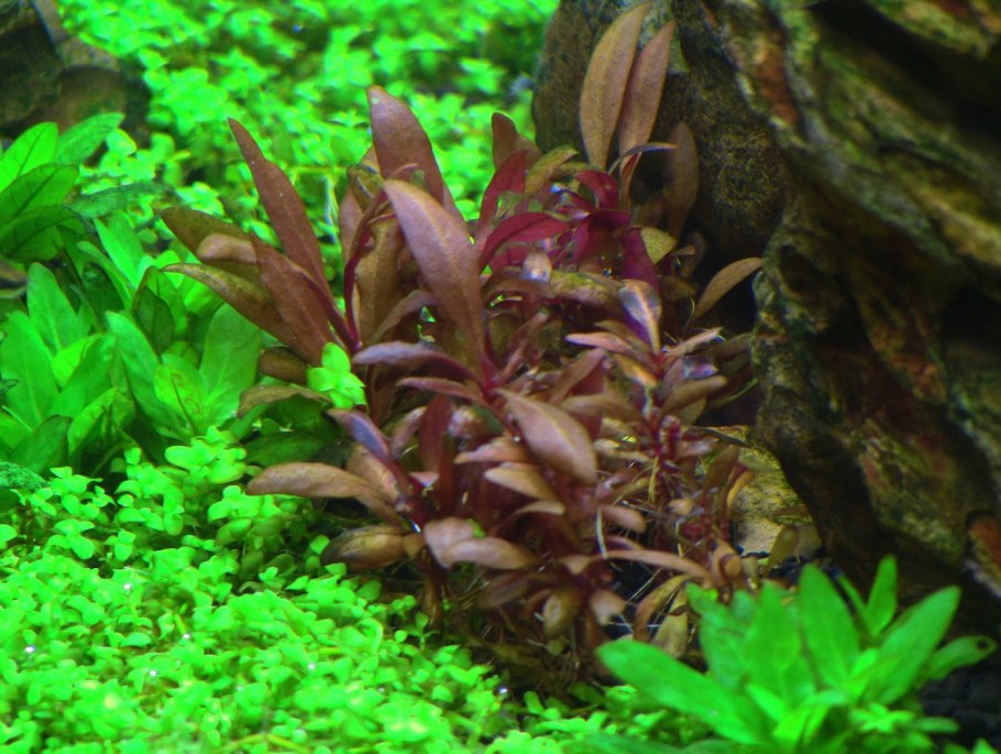 Альтернантера съедобная