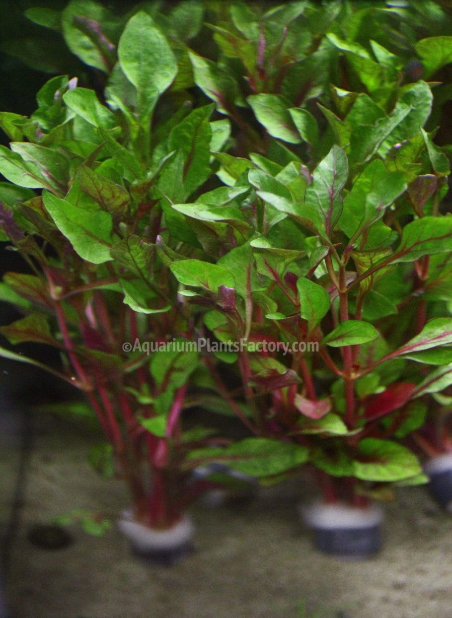 Альтернантера true Yellow