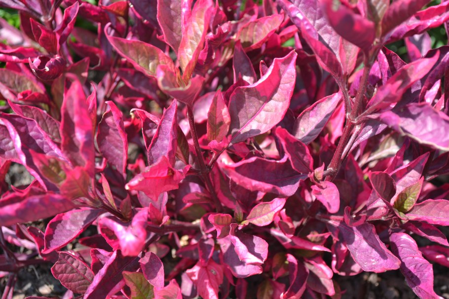 Альтернантера бетзикиана