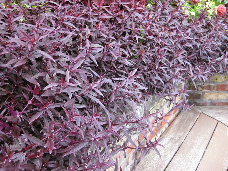 Альтернантера ампельная