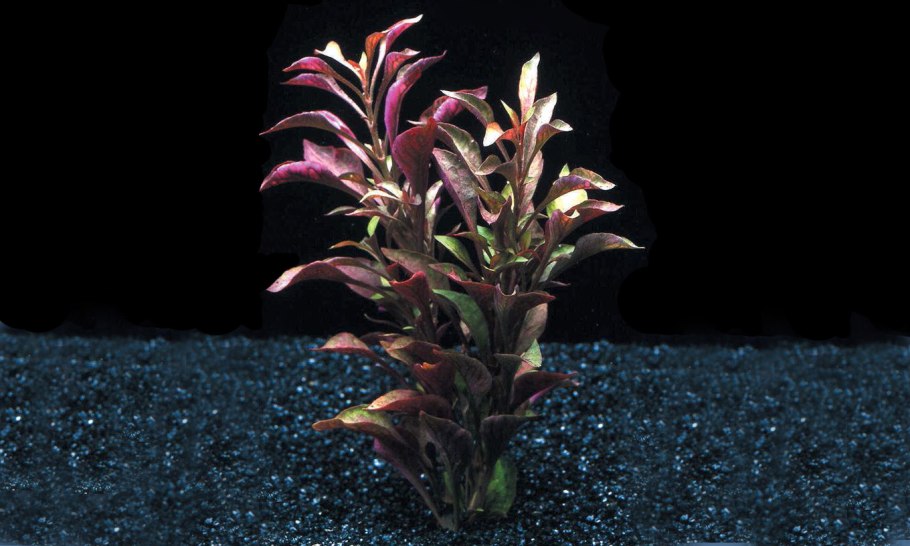 Бликса японская и Альтернантера мини