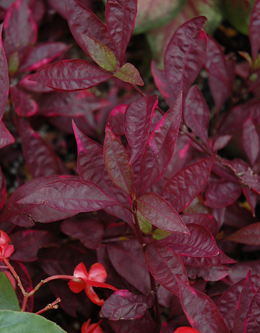 Альтернантера Рейнека