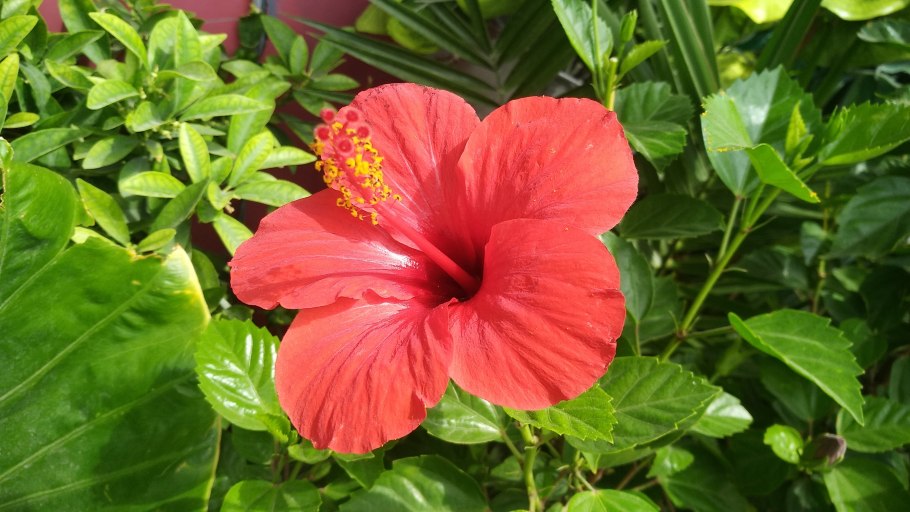 Гибискус китайский Розан