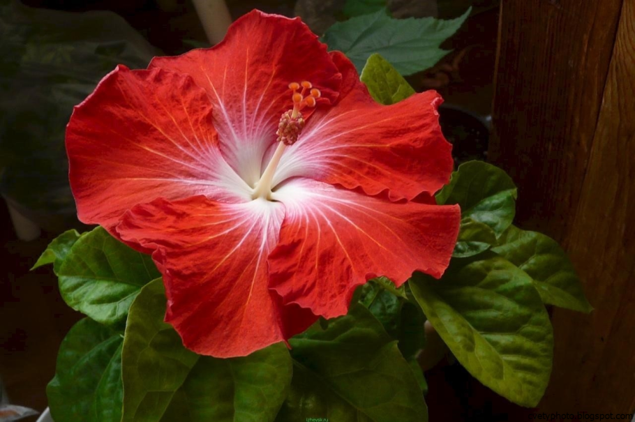 Гибискус Кардинал