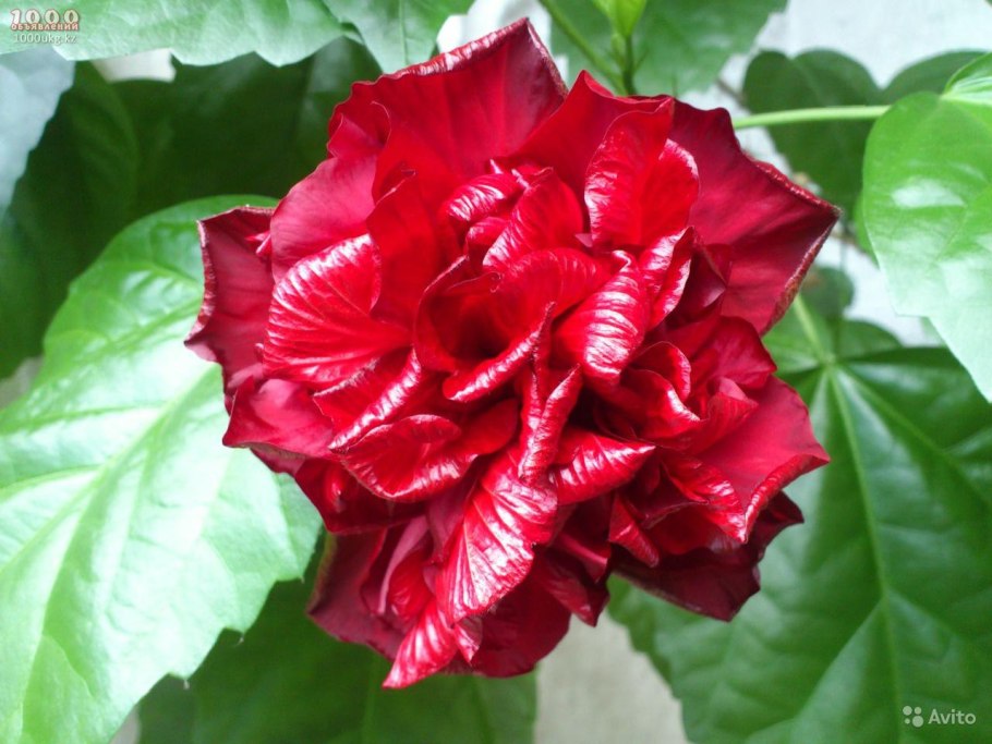 Гибискус (Hibiscus).