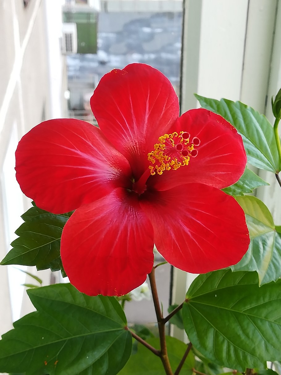 Гибискус растение