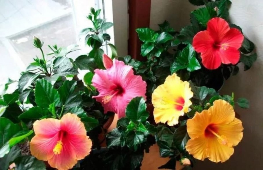 Гибискус чайная роза