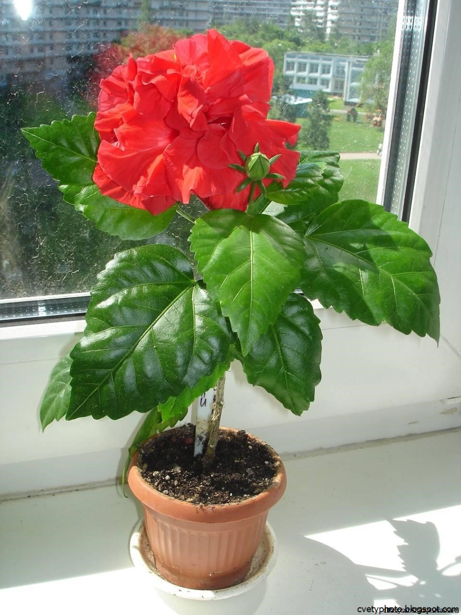 Китайская роза гибискус комнатный