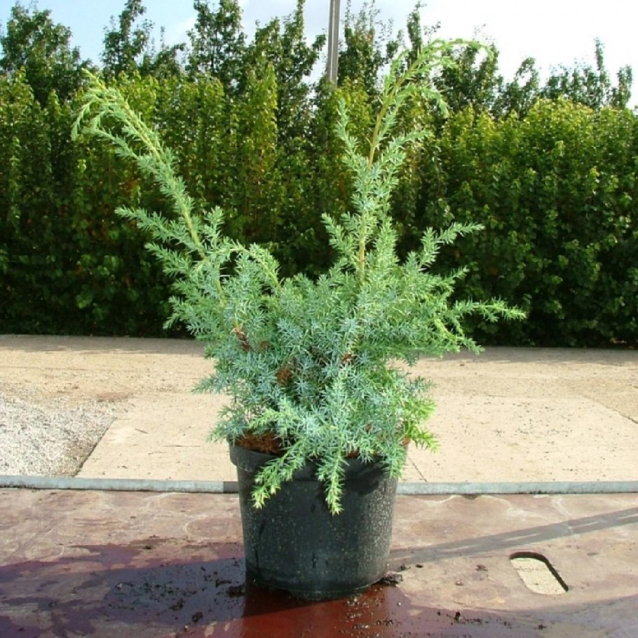 Можжевельник китайский Блю Альпс