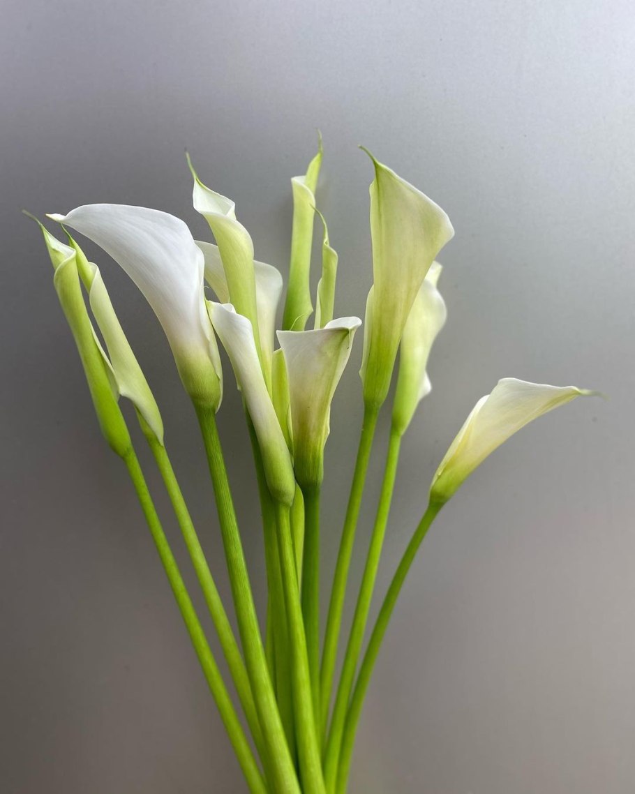 Цветок спатифиллум Калла