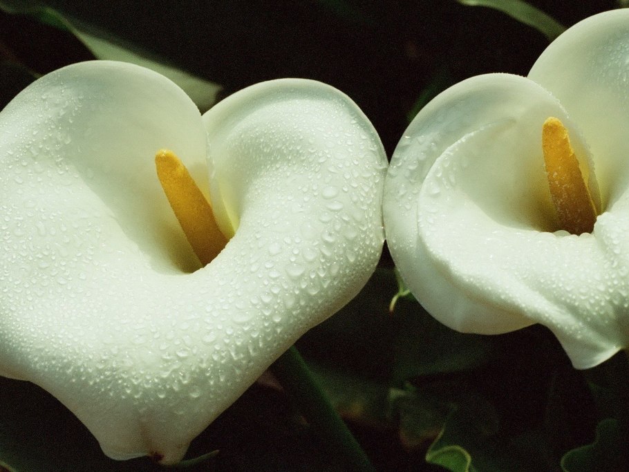 Цветы каллы картинки