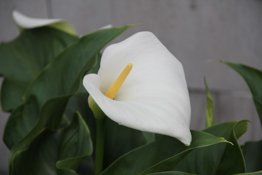 Калла Вайт идеал