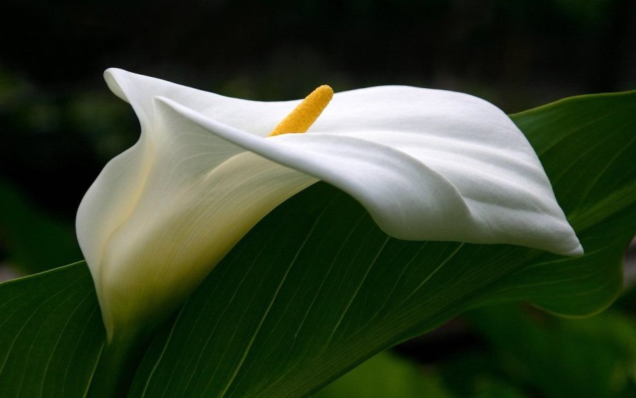 Калла эфиопская (Calla aethiopica)