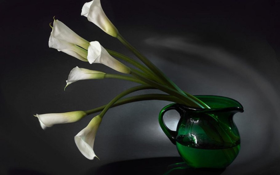 Calla Lilies Flowers