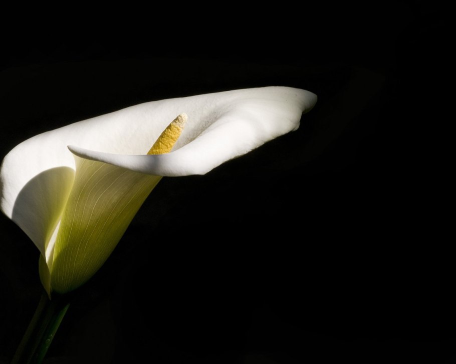 Каллы цветы