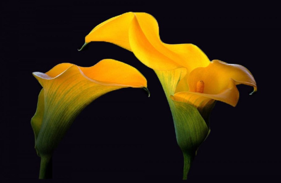 Где находится Лилия Калла