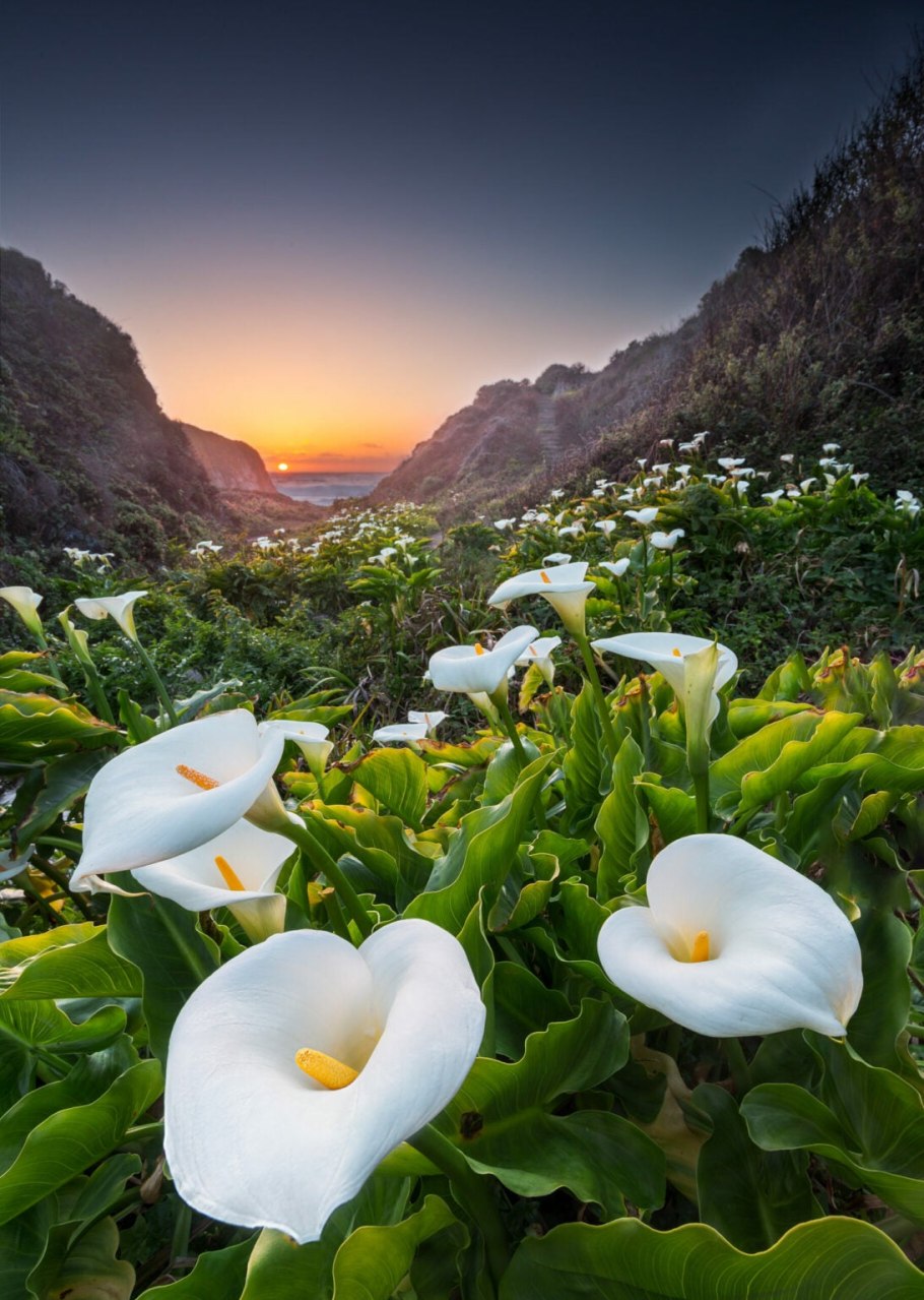 Цветы каллы в калифорнийской долине Calla Lily Valley