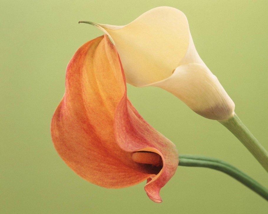 Калла Peter&#96;s Pride