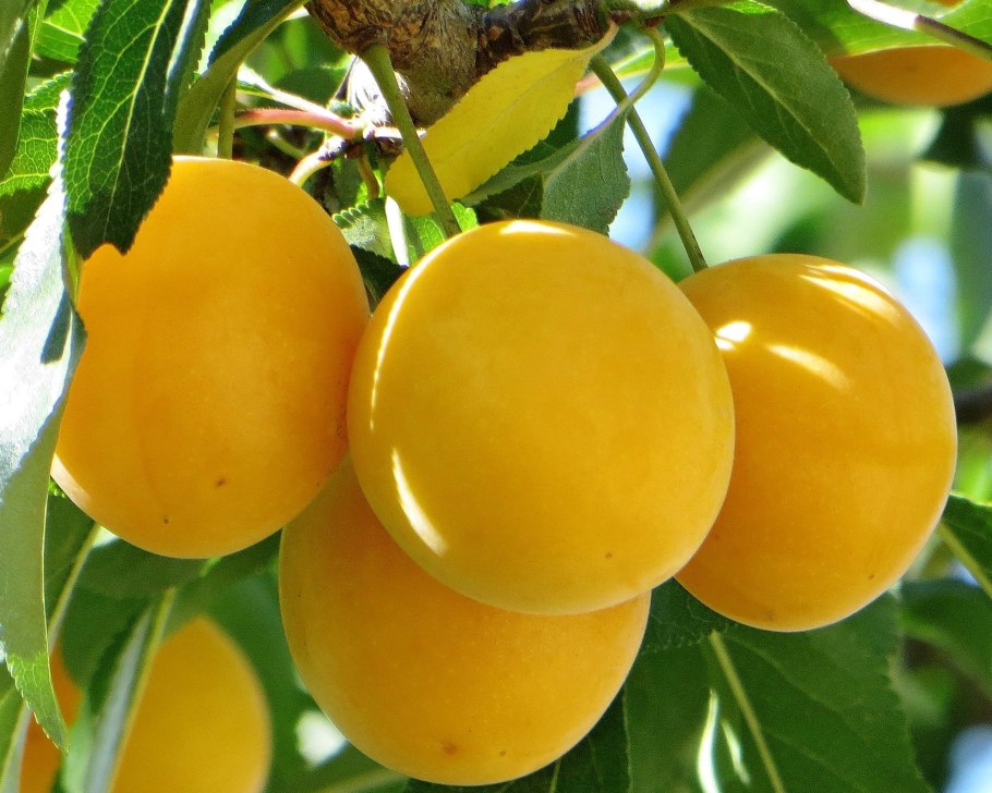 Сорт алычи Мара