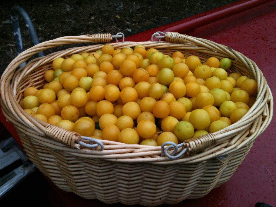 Злато скифов алыча