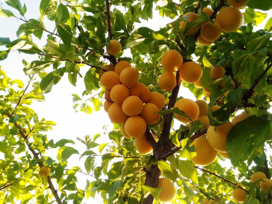 Алыча Гек дерево