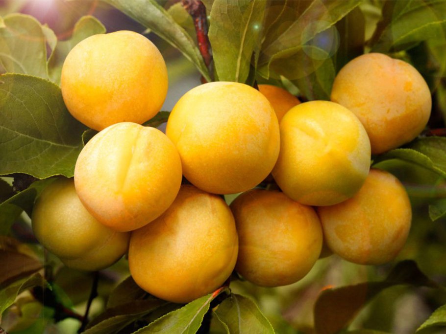 Слива Мирабель колоновидная