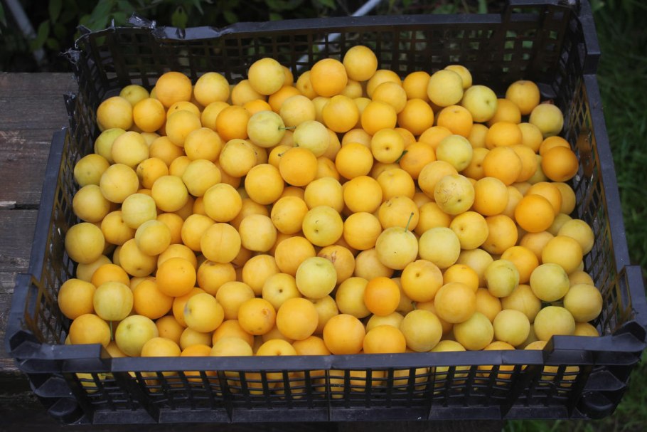 Алыча злато скифов дерево