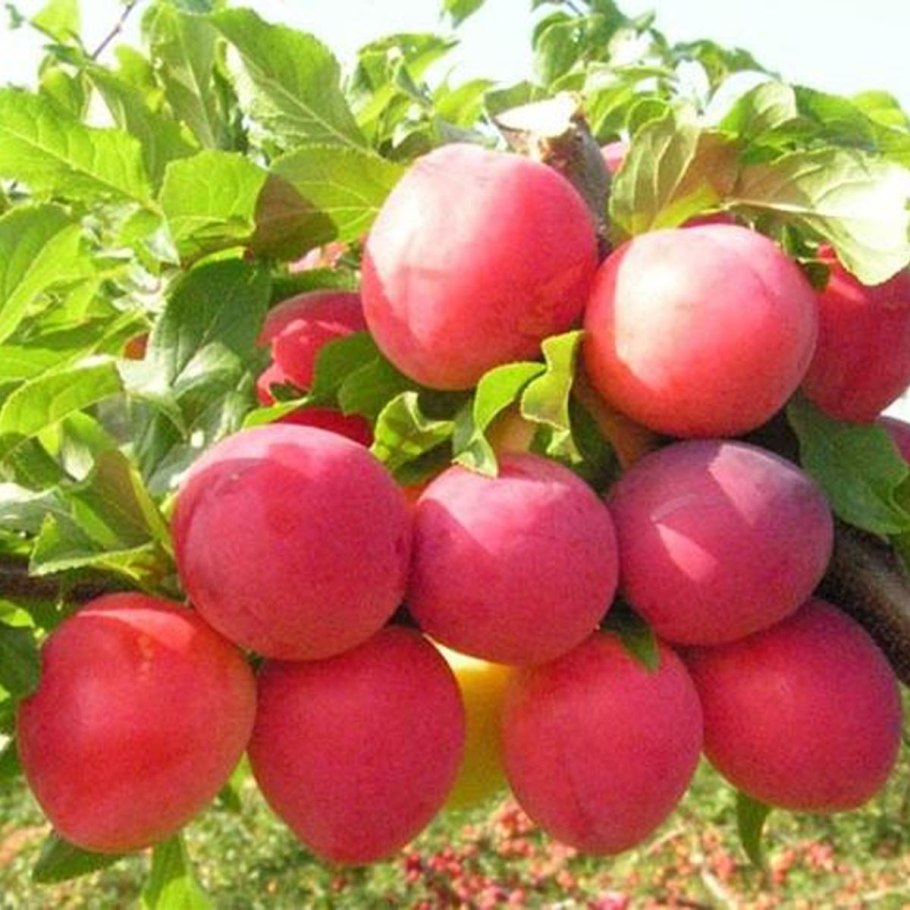 Хопта слива