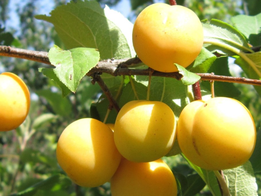 Слива желтая злато скифов