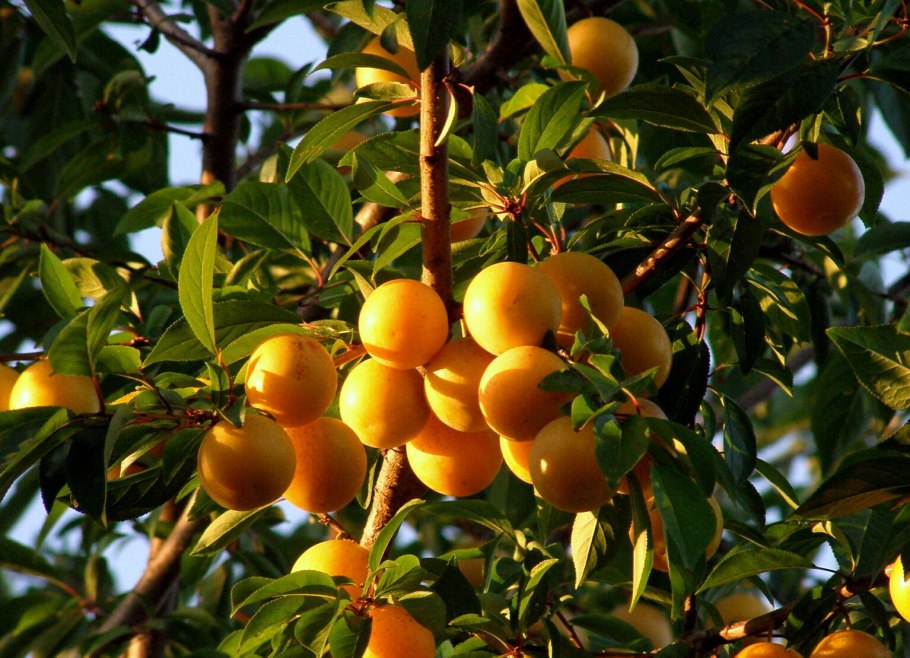 Алыча мелкоплодная