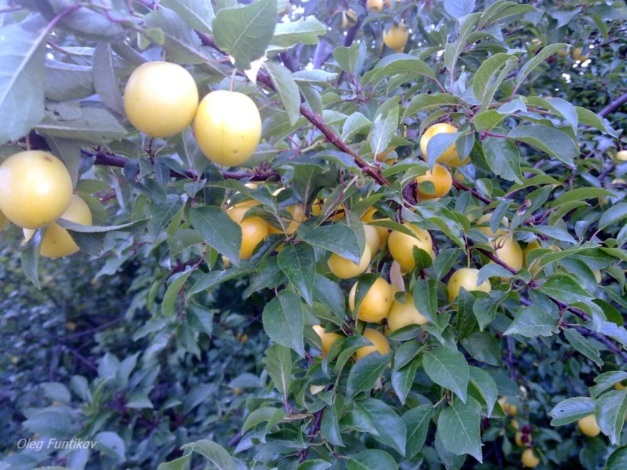 Сорт алычи Сонейка