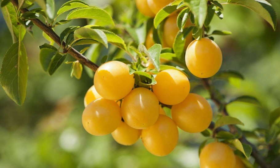 Алыча желтая