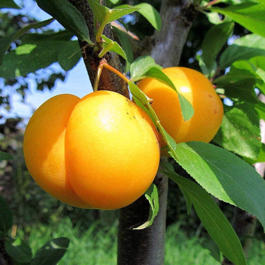 Алыча карминная