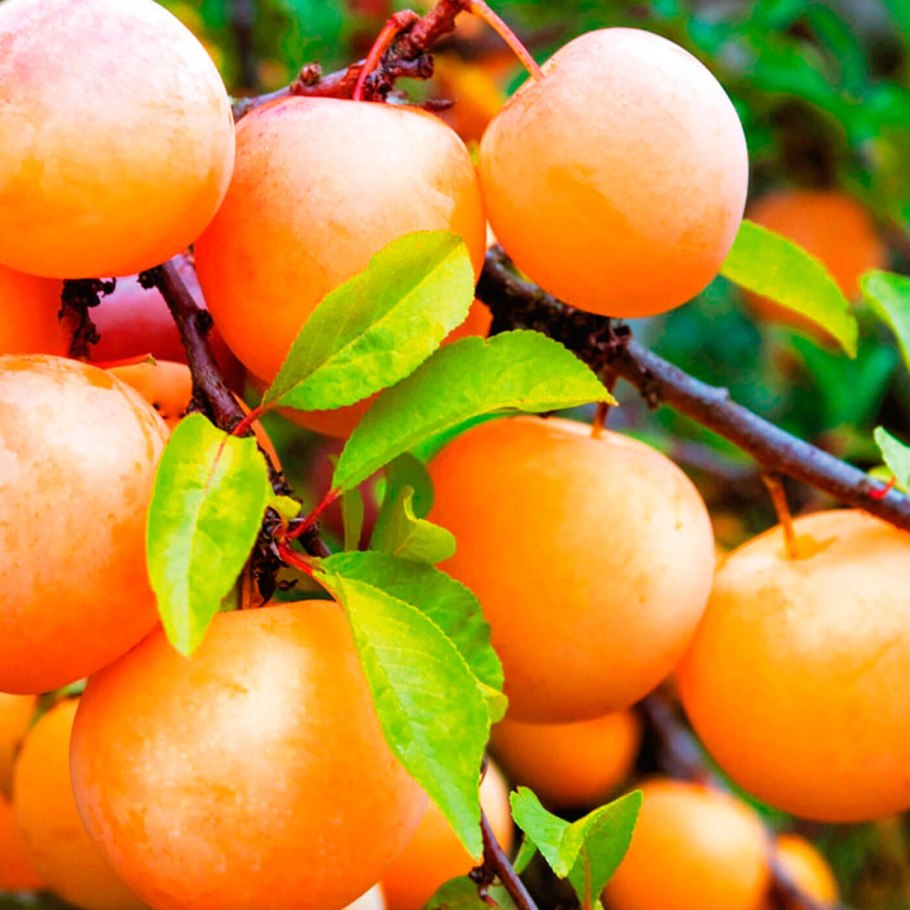 Слива русская (алыча) подарок Санкт-Петербургу