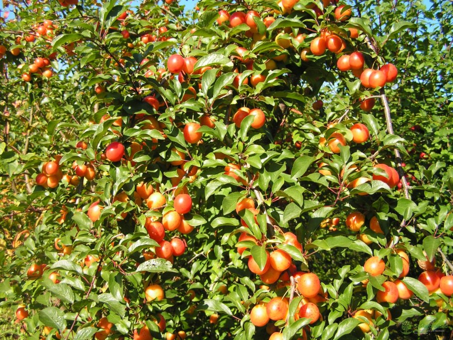 Алыча злато скифов