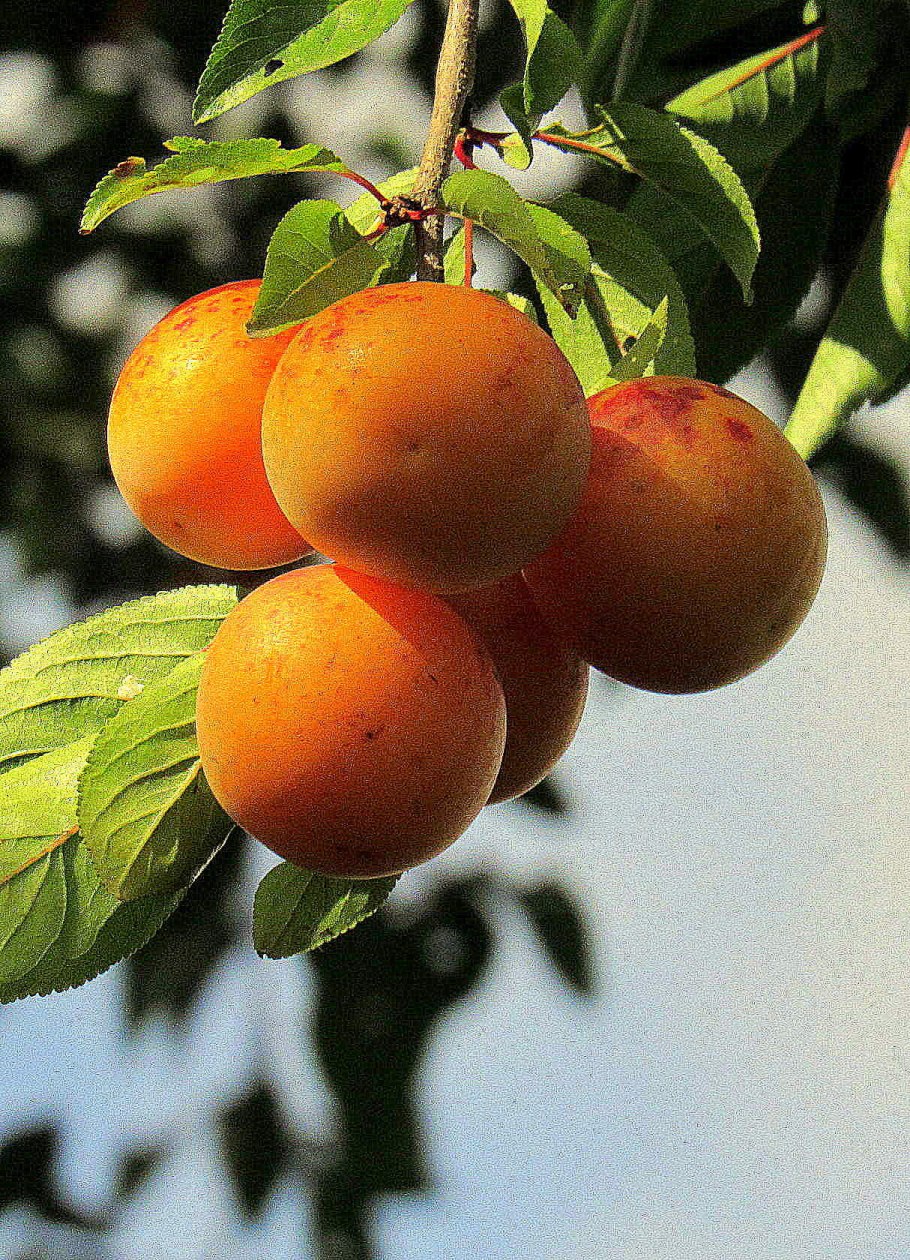 Слива голден плумза