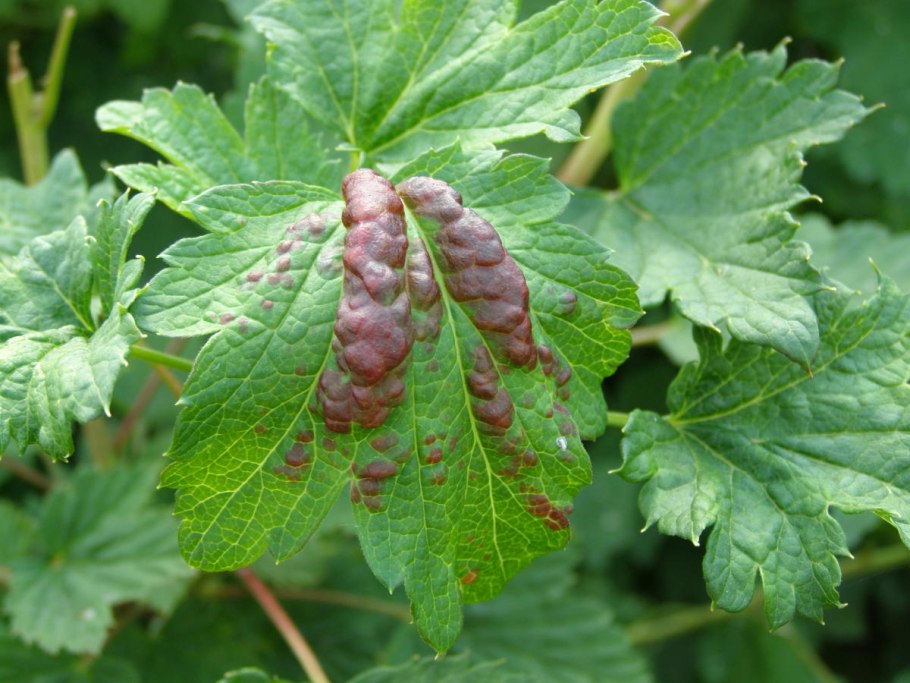 Листовая галловая тля смородина