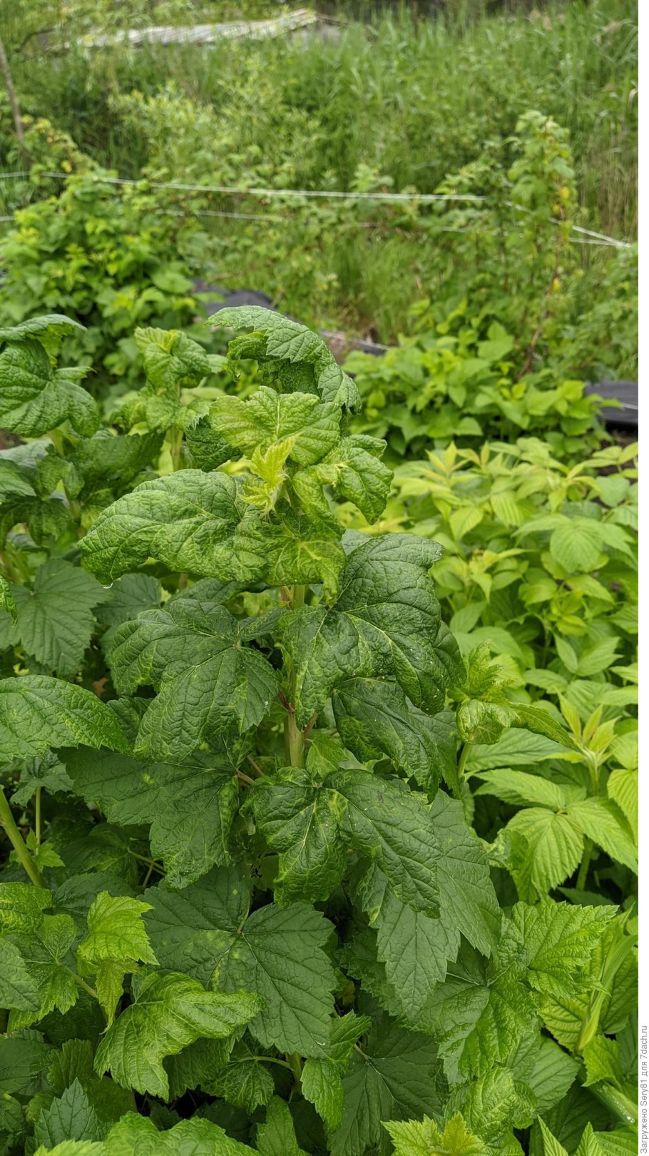 На смородине муравьи и скручиваются листья