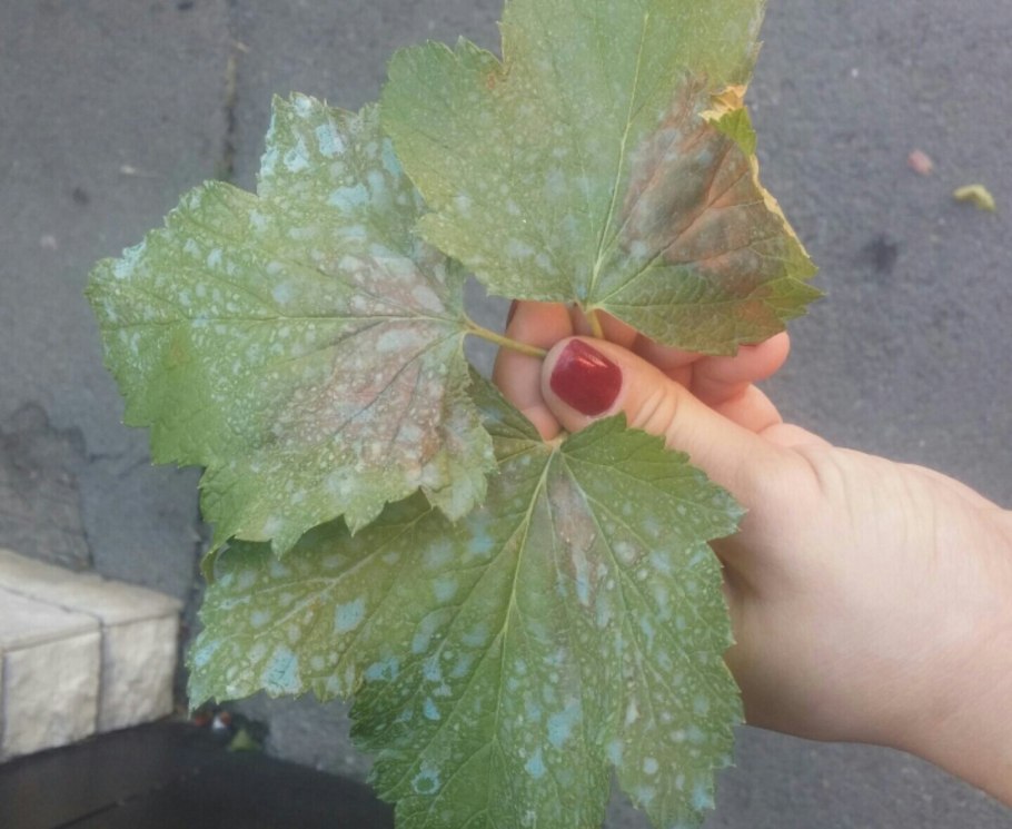 Хлороз листьев смородины красной